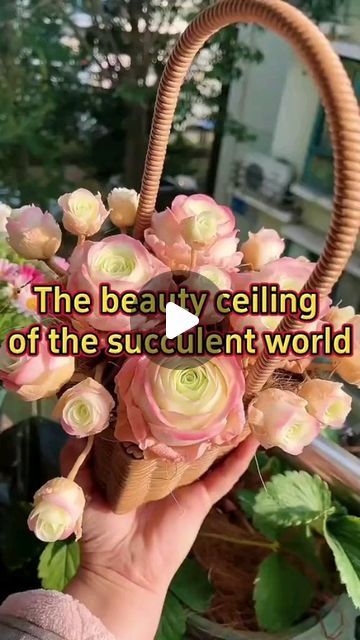 K.C. Chan Stanley on Instagram: "5th July 2024 (Friday) ID: Greenovia mountain rose" Greenovia Mountain Rose, Mountain Rose, Rv Road Trip, Garden Hacks, Greenhouse Plants, Gardening Flowers, Home Gardening, Succulents Garden, Gardening Tips