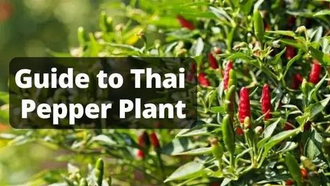 Thai Pepper Plant, Thai Pepper, Thai Pepper Care, pepper recipe Pepper Plant Care, Thai Peppers, Pepper Plant, Red Thai, Spicy Thai, Pepper Plants, Liquid Fertilizer, Sun And Water, Peppers Recipes