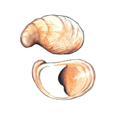 Good Source Of Protein, Shell Drawing, Shell Tattoos, Source Of Protein, Cornwall, Tatting, Seafood, Tattoo Ideas, Shells