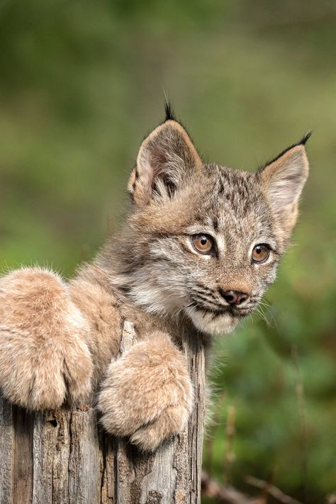 This is a closeup portrait of a Canada lynx kitten taken during my wildlife workshop last weekend. Even though I'm a dog lover, there is something endlessly fascinating and totally captivating about  ... Canada Lynx Photography, Canada Lynx Cat, Lynx Aesthetic, Lynx Kitten, Bob Cats, Lynx Cat, Canada Lynx, Tattoo Nature, Wild Animals Photography