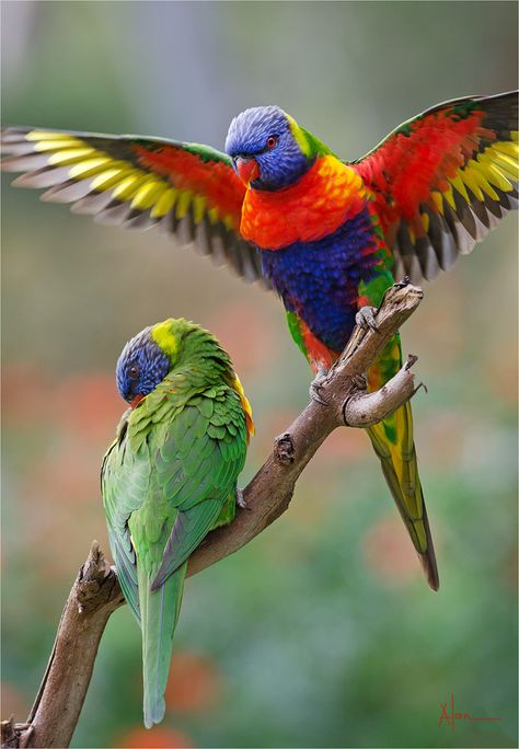 Couple of Parrots - Australian Photoholics Forum.  #animal #animalart #animalprint #animalcrossing #animaljam Australian Parrots, Australian Fauna, Rainbow Lorikeet, Birds Of Australia, Australian Wildlife, Kinds Of Birds, Australian Birds, Australian Animals, Exotic Birds