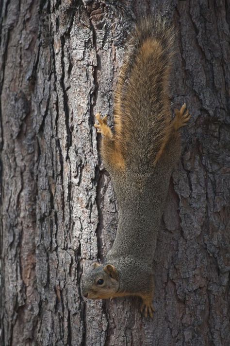 Fox squirrel (or eastern fox squirrel, Bryant's fox squirrel) (Sciurus niger) is the largest species of tree squirrel native to North America. Despite the differences in size and coloration, they are sometimes mistaken for American Red Squirrels or Eastern Gray Squirrels in areas where both species co-exist. The good ones... Squirrel In Tree, American Red Squirrel, Red Squirrels, Eastern Gray Squirrel, Animal Taxidermy, Squirrel Tail, Game Hunting, Fox Squirrel, Drawing Animals