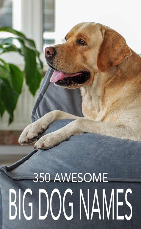 350 Awesome Big Dog Names #pet #pets #dog #cat #dogs #cats #petname #petnames #dogname #catname #namefordog #nameforcat #bestpetsname Puppy Names Unique, Big Dog Names, Dog Wisdom, Cute Puppy Names, Dog Names Unique, Boy Dog Names, Train Dog, Girl Dog Names, Luxury Dog Collars