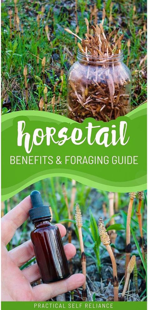 Explore horsetail benefits & foraging guide in our foraging for beginners collection. Horsetail is a medicinal wild plant with numerous uses, from teas to natural remedies. Learn about its health benefits and how to responsibly forage for this ancient plant. Find more herbalism for beginners, herbs for health, and natural herbs medicine at practicalselfreliance.com Horsetail Plant Benefits Of, Horsetail Benefits, Spice Apothecary, Foraging For Beginners, Herbalism For Beginners, Pnw Plants, Herbs Medicine, Foraging Guide, Medicinal Wild Plants