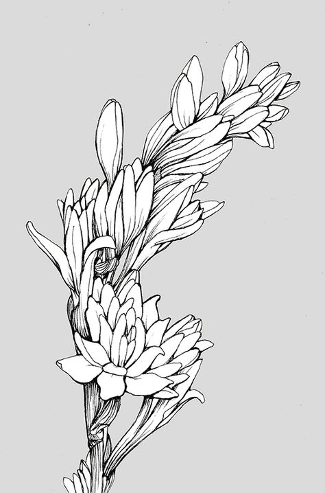 Micron pen drawing of tuberose. Tuberose Drawing, Tuberose Tattoo, Micron Pen Drawing, Flower Tattoo Drawings, Leather Working Patterns, Micron Pen, Family Flowers, Flower Drawing Tutorials, Tinta China