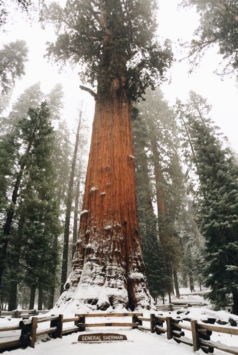 Redwood National Park Winter, Yosemite National Park Winter, Calm Pictures, Yosemite Winter, Yosemite Photos, Nature 4k, Yosemite Camping, Snow Images, Redwood National Park