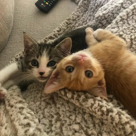 Cute Cats Together, Cat Besties, Two Cute Cats, Two Kittens, 2 Cats, Söt Katt, Silly Cats Pictures, Two Cats, Cute Cats Photos