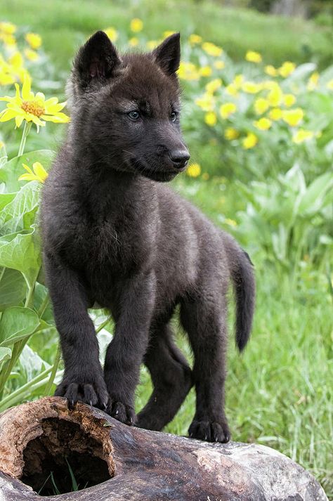 Wolf Puppies, Wolf Puppy, Baby Wolves, Wolf Clothing, Puppy Drawing, Wolf Pup, Baby Wolf, Wolf Photos, Jane Goodall