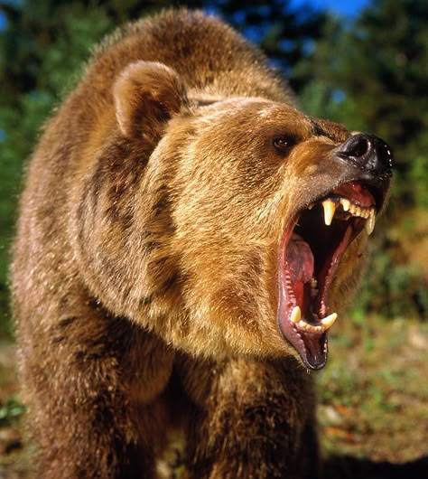 1000+ ideas about Grizzly Bears on Pinterest | Bears, Brown Bears ... Photo Ours, Kodiak Bear, Bear Attack, Bear Tattoos, Animal Study, Bear Pictures, Love Bear, Grizzly Bear, Big Bear