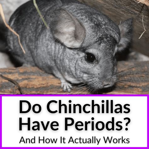 Do chinchillas have periods? Female chinchillas go into heat, but they do not have periods as we understand them. The most important thing to be aware of... Chinchilla Habitat Ideas, Chinchilla Care Tips, Chinchilla Care Guide, Chinchilla Play Area, Chinchilla Tips, Diy Chinchilla Cage, Chinchilla Cage Ideas, Diy Chinchilla Toys, Chinchilla Facts