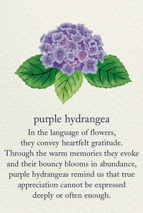 Meaning Of Hydrangea, Hydrangea Meaning Flower, Hydrangea Quotes, Flower Symbolism Meaning, Hydrangea Meaning, Flowers With Meaning, Flowers And Meanings, Meanings Of Flowers, Flowers Meanings