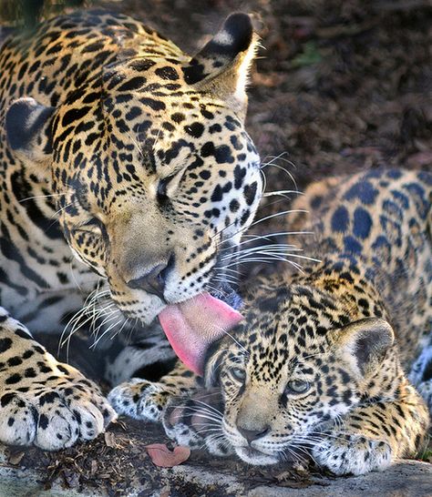 Afternoon bath Baby Jaguar, Lioness And Cubs, Cat Family, Cheetahs, Wild Animal, Leopards, On The Ground, Exotic Pets, Wild Animals