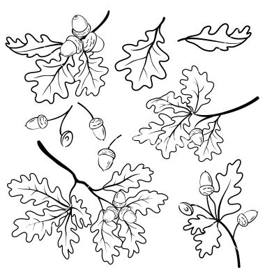 Oak branches with acorns outline vector by oksanaok - Image ... Oak Tattoo, Oak Leaf Tattoos, Tree Branch With Leaves, Oak Tree Drawings, Oak Tree Silhouette, Branches With Leaves, White Oak Tree, Black Contour, Branch With Leaves