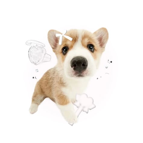 Dog Icon, Animal Icon, Adorable Puppy, Puppy Photos, Silly Dogs, Silly Animals, Dog Images, Dog Drawing, Theme Ideas