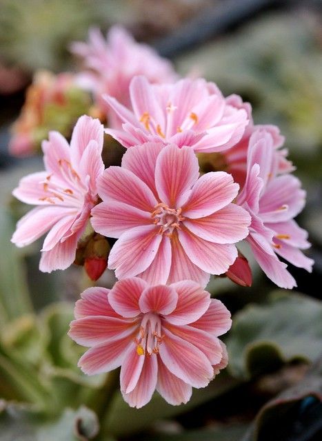 Lewisia Flower, Garden Chic Wedding, Good Morning Greeting Cards, Flower Landscape, Pink Garden, Flower Quotes, Back Gardens, Exotic Flowers, Flower Beauty