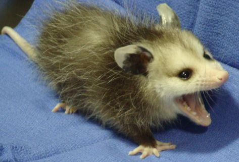 Baby Opossum - opossums make that scary wide mouth face and hiss but they are gentle creatures. They do not carry rabies! Possum Screaming, Baby Opossum, Baby Possum, Awesome Possum, Trash Panda, Silly Animals, Hamsters, Funny Animal Pictures, An Animal