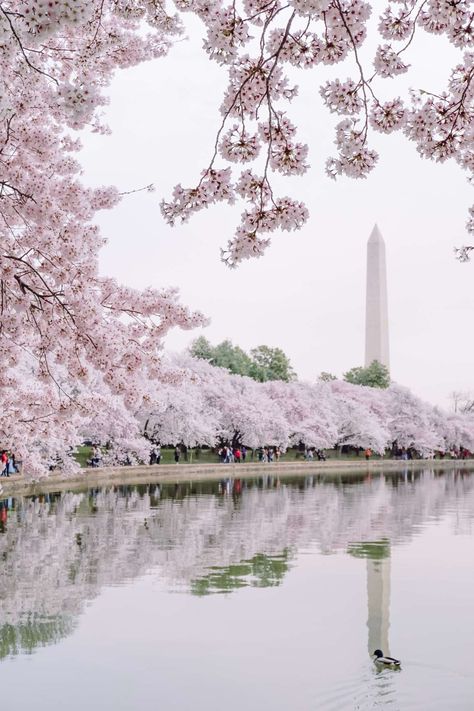 Cherry blossom festival in DC - Skylar Aria’s Adventures Cherry Blossom Washington Dc, Cherry Blossom Dc, Cherry Blossom Wallpaper, Cherry Blossom Trees, Festival Guide, Cherry Blossom Festival, Sakura Tree, Spring Trip, Cat Air