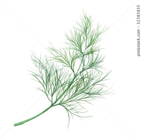 Dill Dill Drawings, Dill Illustration, Wallpaper Crafts, Witch Stuff, Plant Drawing, Feminine Tattoos, Botanical Illustration, Recipe Book, Art Wallpaper