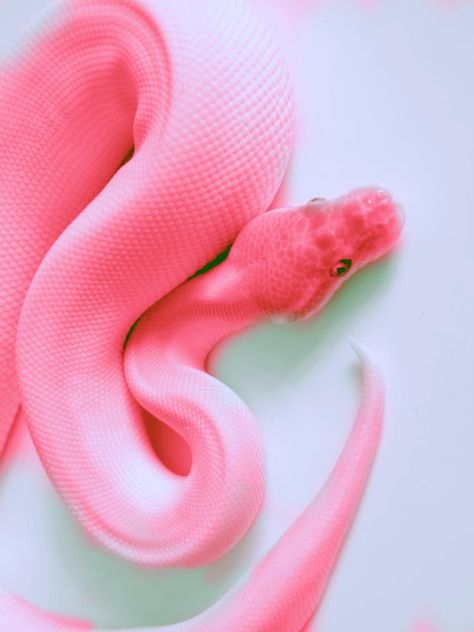 Pink Snake [500x667] Purple Snake, Pink Snake, Purple, Pink, White