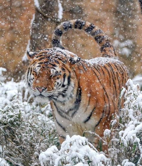 A Tiger, The Snow, Walking, On Instagram, Instagram