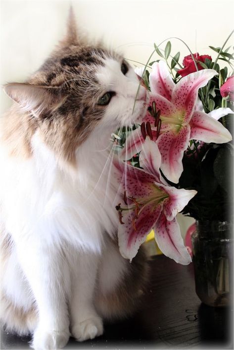 Cat Parents, Lily Flowers, Pretty Kitty, Cat Parenting, Cat Facts, Flower Box, Cats Meow, Cat Owners, Pretty Cats