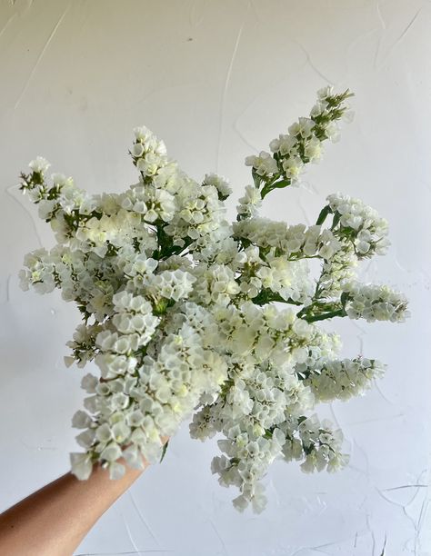 White statice available through the Philadelphia Floral Guild White Snapdragon Flowers, Statice Bouquet, White Statice Bouquet, White Stock Flower, White Snapdragon Bouquet, White Statice Flower, White Flower Varieties, White Scabiosa Flower, Statice Flowers