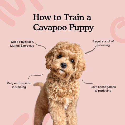 So you’ve chosen a Cavapoo as the dog for you, good choice! One of the more established designer breeds, they are spritely little dogs with tonnes of energy. They may look super cute and fluffy but don’t let that fool you, they are very busy little dogs who will find plenty of mischief if they ... Read more Cavapoo Training, Augie Doggie, Cavapoo Dogs, Cavapoo Puppy, Puppy Cut, Cockapoo Puppies, Cavapoo Puppies, Puppy Stuff, Best Dog Training