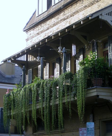 Balcony Vines, Balcony Hanging Plants, Spanish Bedroom, Hanging Plants Outdoor, Balcony Planters, Balcony Flowers, Chasing Fireflies, Ivy Plants, Balcony Plants