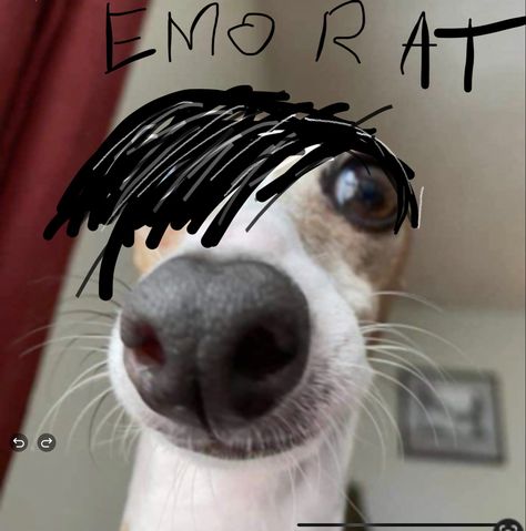 Emo dog Emo Dog, Emo Rat, Spotify Album Covers, Whippet, Rats, Funny Pics, Album Covers, Cute Dogs, Funny Pictures