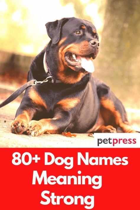 Some dog breeds are known for their strength and have muscular bodies. If you own any kind of dog breeds, it might probably be better to name him/her with a name that means strong. Here we’ve compiled all the best dog names meaning strong to make it easier for you to choose the perfect name for your dog. Strong Dog Names Male, Strong Female Dog Names, Funny Boy Names, Strong Dog Names, Tough Dog Names, Marine Dog, Dog Name Ideas, Types Of Dogs Breeds, Boy Dog Names