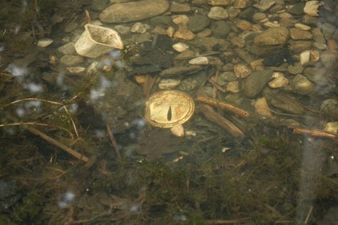 Little fish in dirty water from a lake Swamp Water, Washing Laundry, Muddy Waters, Dirty Water, Water Art, Aesthetic Rooms, Water Conservation, Black Hole, Painting Inspiration