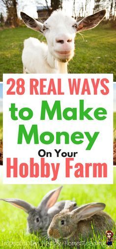 Make money on your hobby farm or small homestead with these 28 ideas. Small Homestead, Hobby Farming, Farm Plans, Homesteading Ideas, Homestead Farm, Homestead Ideas, Farm Business, Homesteading Skills, Farm Living