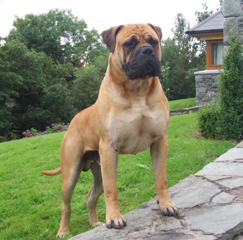 Bullmastiff | Bullmastiff Puppies for Sale Coconut Creek FL | Puppies for Sale Bullmastiff Puppies For Sale, Bull Mastiff Dogs, Mini Bulldog, Mastiff Breeds, Mini Pinscher, Mastiff Puppies, Dangerous Dogs, Tibetan Mastiff, Mastiff Dogs