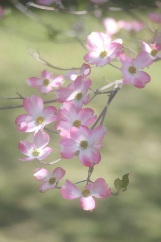 Pink Flower / Red Dogwood - IMG_6433 | Flickr - Photo Sharing! Dogwood Tattoos, Dogwood Painting, Red Stem Dogwood, Pink Dogwood Flowers, Pink Dogwood Tree Landscapes, Dogwood Tattoo, Kousa Dogwood Tree, Stellar Pink Dogwood Tree, Cornus Florida