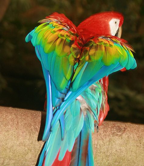 Rainbow Parrot Parrot Reference, Parrot Aesthetic, Rainbow Parrot, Tropical Animals, Heaven On Earth, Nature Animals, Birdy, Rainbow Colors, Parrot