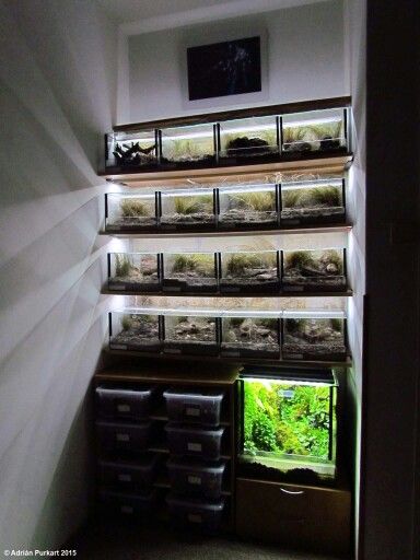 Tarantula room Tarantula Room, Jungle Terrarium, Tarantula Habitat, Vivarium Ideas, Tarantula Enclosure, Aquarium Snails, Spider House, Reptile Decor, Tropical Fish Tanks