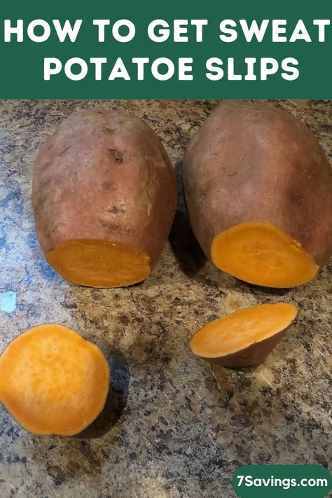 Unlocking the Mystery: How to Get Sweet Potato Slips! How To Plant Sweet Potato Slips, Sweet Potato Vines, Sweet Potato Slips, Growing Sweet Potatoes, Best Garden Tools, Sweet Potato Vine, Potato Vines, Greenhouse Ideas, Tree Garden