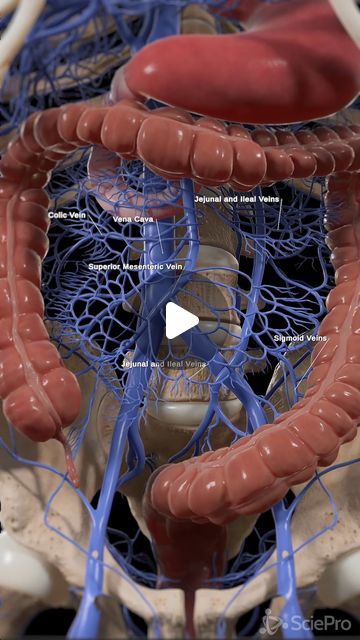 Excretion In Humans, Anatomy Of Intestines, Digestive System Video, Veins And Arteries Diagram, Venous System, Intestines Anatomy, Small Intestine Diagram, Inside Human Body, Pelvis Anatomy