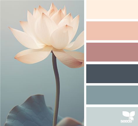 Design Seeds: Color Lotus Lotus Colour Palette, Lotus Color Palette, Inspiration Color Palettes, Office Revamp, Lotus Image, Colour Crush, Seeds Color, Coloring Journal, Color Palette Challenge