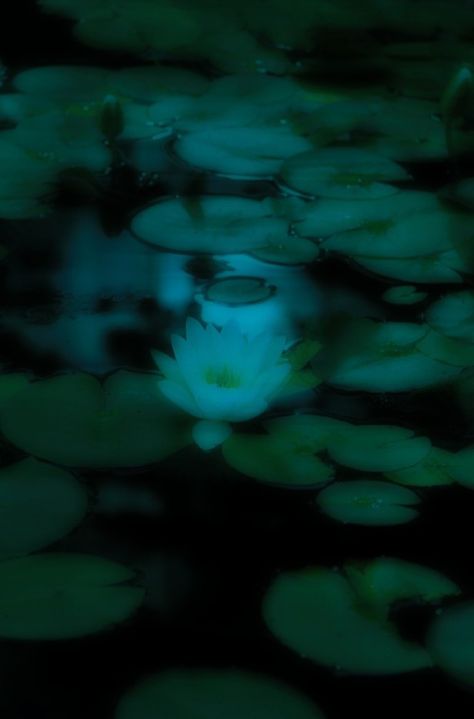 Water Lilies Aesthetic Dark, Swamp Aesthetic Wallpaper, Grunge Water Aesthetic, Swamp Lilly, Swamp Fairy Aesthetic, Night Water Aesthetic, Dark Blue Green Aesthetic, Water Lily Aesthetic, Dark Water Aesthetic