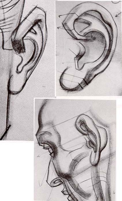 Human Ears Drawing, Ear Perspective, Human Ear Drawing, Burne Hogarth, Ears Anatomy Drawing, Ear References, Ear Pencil Sketch, Outer Ear Anatomy, Drawing Heads