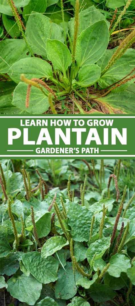 Did you know that common plantain is not just an annoying weed? It’s also an edible, nutritional, and medicinal herb. Plus, it’s abundant and easy to grow! Read more now to get our tips for cultivating and enjoying this useful plant at home. #medicinalherbs #plantain #gardenerspath Plantain Plant Uses, Common Plantain, Herbalism 101, Capricorn Stars, Plantain Plant, Plantain Herb, Herbal Knowledge, Plant Remedies, Sassafras Tea