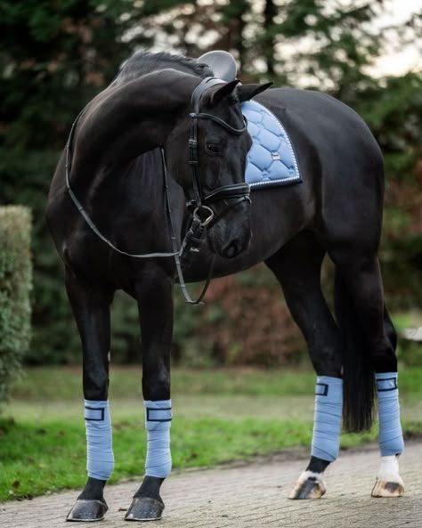 Horse Riding Outfit, Show Jumping Horses, Cute Horse Pictures, Horse Fashion, Elegant Monogram, Leg Straps, Black Horses, Horse Gear, Most Beautiful Horses