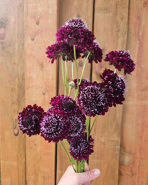 Black Knight Scabiosa These beauties are pumping out the blooms this week! #scabiosa #blackknightscabiosa #flowerfarming #flowerfarm ##cutflowers #oregoncutflowerfarm #florals #purple #burgundy #darkflowers #wholesaleflowers #newberg #navettafarmandfloral #pnw #pnwcutflowergrowers Newberg Oregon, Cut Flower Farm, Purple Burgundy, Dark Flowers, Black Knight, Wholesale Flowers, Blackest Knight, Flower Farm, Cut Flowers