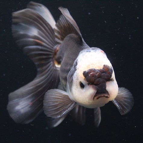 Black Oranda Goldfish, Thai Oranda Goldfish, Chunky Goldfish, Oranda Goldfish Tank, Panda Goldfish, Kitchen Aquarium, Big Eyed Fish, Black Goldfish, Oranda Goldfish