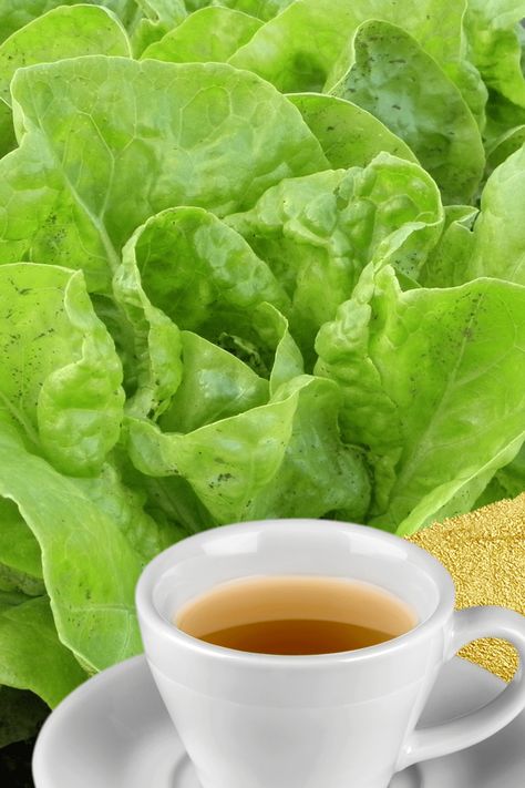 Easy Sleep Tea with Lettuce! Story | Wellness Lifestyle | Healthy Kyla Tea For Sleep, Sleepy Time Tea, Butterfly Tea, Sleep Tea, Sleepy Time, Wellness Lifestyle, Sugar Cubes, Chocolate Marshmallows, Honey Lime