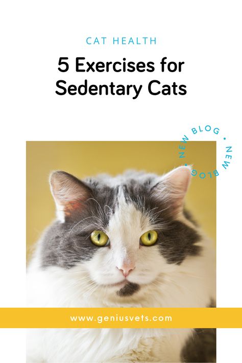 Cat Exercise, Mental Exercises, Cat Towers, Older Cats, Vet Med, Cat Shedding, Senior Cat, All Animals, Cat S