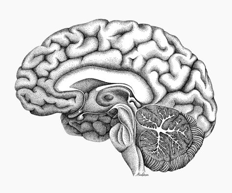 Brain Scientific Illustration, Solipsism Tattoo, Brain Aesthetic Art, Anatomical Brain Tattoo, Human Brain Drawing, Brain Sketch, Science Communication, Graphite Illustration, Brain Drawing