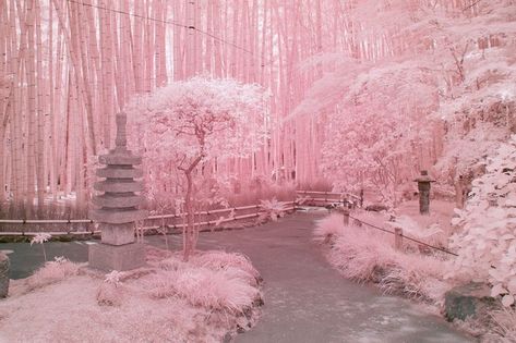 Zen Aesthetic, Iphone Wallpaper Stills, Wall Photo, Sakura Tree, Pretty Backgrounds, Pretty Landscapes, Aesthetic Japan, Pastel Pink Aesthetic, Fantasy Places