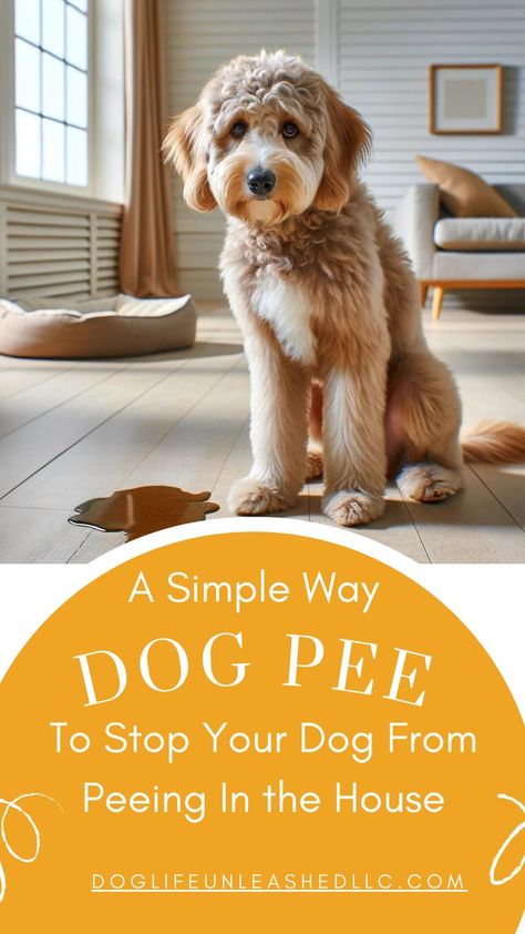 Discover the simple yet highly effective secret that has helped countless dog owners finally put an end to indoor dog potty accidents Dog Training Tips Potty, House Training Older Dogs, Puppy Potty Training, Training Puppy, Potty Time, Dog Potty Training, Dog Potty, House Training Dogs, Potty Training Puppy